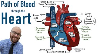 Path of Blood Flow through the Heart  Step by step through every chamber valve and major vessel [upl. by Ahtanoj615]