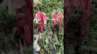 Pinesap Fungus Flowers Monotropa hypopitys [upl. by Yelsna850]