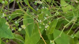 חלבלוב דגני فربيون Euphorbia graminea [upl. by Ahsiryt]