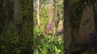 Pickerel Weed and Spanish moss in the swamp [upl. by Nawek]