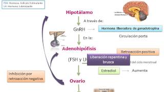 Eje hipotalamo hipofisis ovario [upl. by Acimehs484]