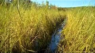 Wild Rice harvest and preparation from the waters of Maine [upl. by Jed]