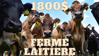 PAYÉS 1800 PAR SEMAINE EN FERME LAITIERE  PVT AUSTRALIE WHV [upl. by Eivod]