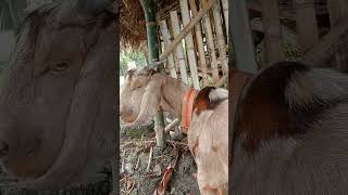 US Dappled Boer Goat  November 13 2024 [upl. by Garvy]