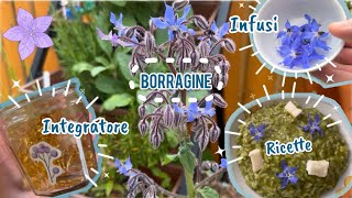 🌸🦋BORRAGINE🦋🌸 Mangiamo il prato🌿ERBE SPONTANEE ✨ [upl. by Yhtomot]