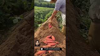 Ubi jalar merah sweetpotato satisfying farming agriculture shorts [upl. by Annoirb506]