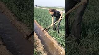 Irrigation management irrigation agriculture shortsfeed youtubeshorts videoviral viralreels [upl. by Johny]