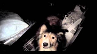 Sheepshead Bay Brooklyn Sheltie Hoarder Story [upl. by Atsyrt305]