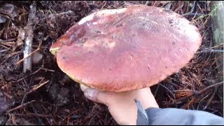 Boletus Pinicola XL pinophilus y Edulis 2013  porcino rosso e fungi porcini [upl. by Ahseinod]