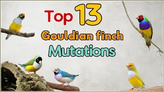 13 Top Gouldian Finch Mutations  13 Varieties of Gouldian Finches13 Types of Gouldian Finches [upl. by Eastman908]