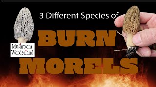 3 Species of Burn Morels in Mushroom Wonderland [upl. by Coplin108]