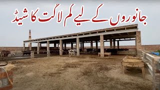 Low Cost Shed for animals  Cheap shed construction for animal Pakistan  Cattle farming Pakistan [upl. by Annahsit]