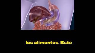 🍽️ El revestimiento del estómago la barrera protectora de tu cuerpo anatomía [upl. by Lessirg]