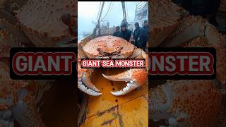 Giant Sea Monsters Caught by the Fishermen ocean oceanmysteries shorts [upl. by Anaujait]