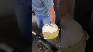 Skills cutting coconute coconut mengupaskelapamuda coconute kelapamuda kelapa fruit [upl. by Eisen]