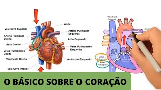 ANATOMIA E FISIOLOGIA CARDÍACA BÁSICA  O básico sobre o coração [upl. by Marianne]