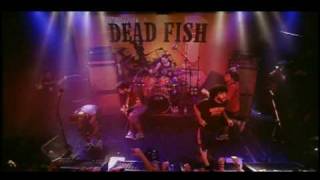 Dead Fish  Afasia  MTV Apresenta [upl. by Lled]