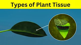 Types of tissue in plants [upl. by Vander]