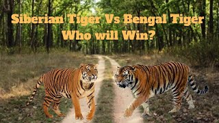 Siberian Tiger VS Bengal Tiger who will win  Jungle Safari [upl. by Ahsinan]