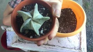 Bishops Hat Cacti And Mealy Bugs [upl. by Appel506]