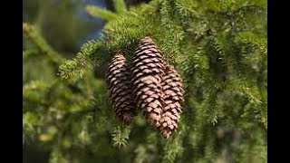 Picea abies Norway spruce Pinaceae [upl. by Eugeniusz]