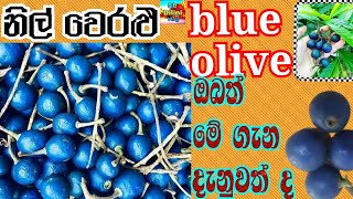 nil weraluබක්තියකින් අදහන පලතුර නිල් වෙරළුblue olive [upl. by Selrhc]