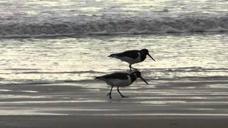 Oystercatchers [upl. by Naot685]