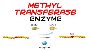 Methyltransferase enzyme [upl. by Cassandre]