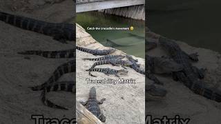 Traceability matrix🐊Sourse ISTQB Glossary istqb traceabilitymatrix qatalk QA fyp crocodile [upl. by Uhej]