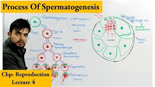 Spermatogenesis  How sperm cells are produced [upl. by Anniken]