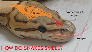 How do snakes smell [upl. by Nosduh]