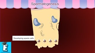 Spermatogenesis Learn for Children and Kids  EDUKID Learning [upl. by Aneertak]