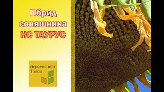 Соняшник НС Таурус 🌻 опис гібриду 🌻  насіння в Україні [upl. by Cody]