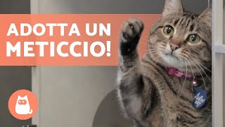 5 VANTAGGI di ADOTTARE un GATTO METICCIO🐱 Scoprili ❣️ [upl. by Nnairac338]