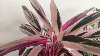 Stromanthe triostar  tricolor leaf plant Ep1 [upl. by Abbi584]