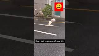 Dog 🐕🐕 dance funny comedyfunnydance [upl. by Conant510]