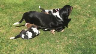 Basset Hound Puppies at 6 Weeks [upl. by Mersey270]