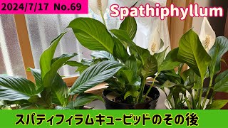 【観葉植物】スパティフィラム キューピッドのその後￼ ホームセンターで3号鉢で購入した子￼ [upl. by Arehsat293]