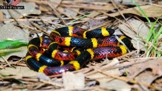 Coral Snake Vs Milksnake [upl. by Anatola]