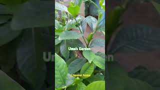 Umas Garden Chennai home [upl. by Stanfield]