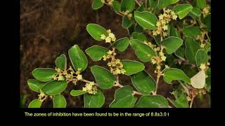 Rhamnus prinoides – A Basotho Medicinal Plant with Antioxidant and Antimicrobial Potential [upl. by Anneuq]