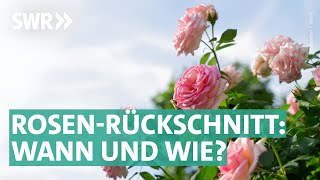 Rosen schneiden  am besten im Frühjahr  Marktcheck SWR [upl. by Killigrew911]