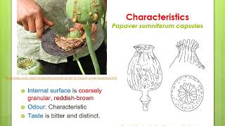 Isoquinoline alkaloids Opium Papaver somniferum Papaveraceae [upl. by Lower]