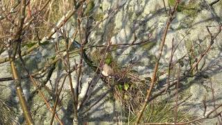 Interesting Lesser Whitethroat [upl. by Varden]