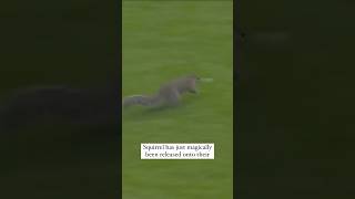 They released a squirrel onto the field whenever they need a timeout shorts olemiss football [upl. by Otiv]