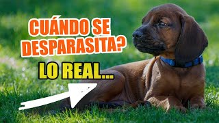 📆¿CUÁNDO Se Debe DESPARASITAR a un PERRO 🐶La Verdad [upl. by Tenner]