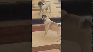 Jak szczeka mops   How a pug barking [upl. by Ingaberg251]