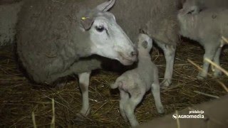 Pogledajte kako protiče jagnjenje na najvećoj farmi ovaca u Srbiji [upl. by Trudey979]