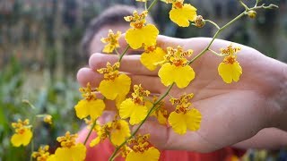 Oncidium Hybriden  Orchideen Pflege leicht gemacht [upl. by Nonregla]