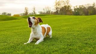 Dog barking sound effect higher pitch [upl. by Halimak971]